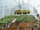 Solexx Conservatory Greenhouse